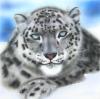 leo by  Frans