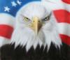 eagle in progress by  Frans