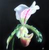 Orchidea by  Frans