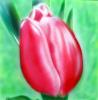 tulipano by  Frans