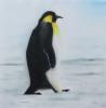 pinguino by  Frans