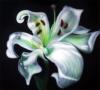 fiore by  Frans