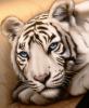 tiger on a car by  Garage31