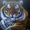 Tiger by  Hato