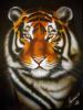 TIGRE by  Kiranera