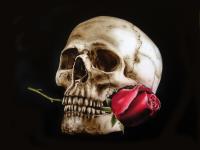  Kiranera Skull With Rose 