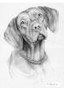 In Memory of Storm by Keith Talbot