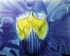 YELLOW & BLUE by Dan Menta