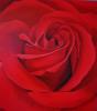 rosa red by Elisa Butturi