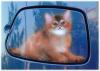 Gatto su tappo serbatoio by Luca Nardo