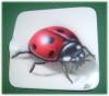 Coccinella su tappo serbatoio by Luca Nardo