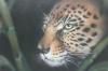 leopardo by  Lucyartdesi