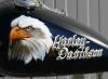 Eagle-Bald by  Jms-Creatio