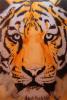 Endangered by Mark Welton