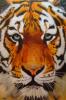 Endangered by Mark Welton