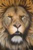 Barbary Lion by Mark Welton