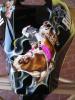 bull rider by  Max Il Baff