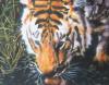 tigre by Mj Creationmj