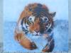 tigre in acqua by  Nimue
