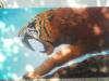 tigre denti a sciabola by  Nimue