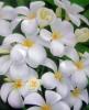 Frangipanis by Nuria Lamsdorff
