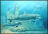 Sitges sub by Nuria Lamsdorff