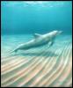 delfin by Nuria Lamsdorff