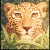Leopardo by Nuria Lamsdorff
