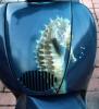 scarabeo by  Orzodesign