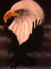 Eagle/s by  Pepe Aerogr