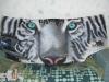 Tiger by  Pepe Aerogr