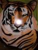 tigre by  Plz