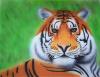 tigre by  Peps