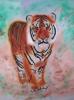 Tiger in wild