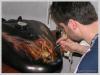 tiger in process by Ralf R-Brush