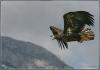 eagle on fly by Ralf R-Brush