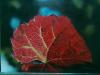 AUTUNNO by Roberto Proietti