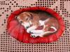 Cuscino con beagle by Roberta Boldini