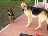 spino e bucky