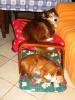 letto a castello
