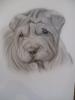  by  Schira