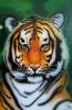 tigre by  Sere
