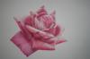 Rosa by  Sergiobuzzi