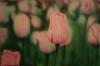 campo di tulipani by  Sergiobuzzi