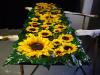 girasoli  by Sheila Pizzighello
