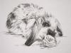 Sigmund by Sheila Pizzighello