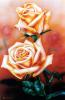Rose by Sievim Beutin
