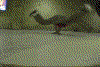 Bboyin'