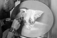 Sphynx cat by Maw Custom