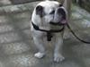il mio bulldog inglese ronnie